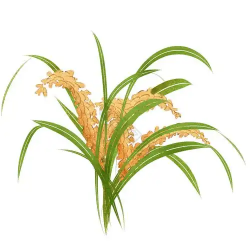 插画成熟水稻稻田农作物黄金稻谷水稻田大米农业成熟粮食插画稻田稻子