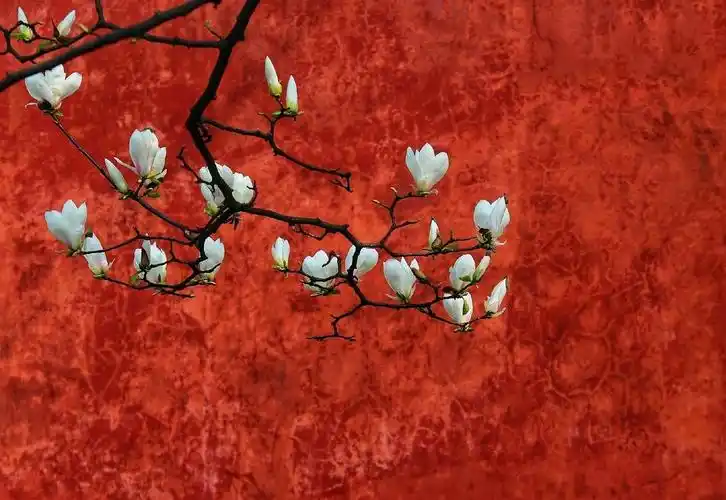 红色系红墙红窗白花古风