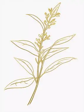 茯苓简笔画插图中草药药材植物手绘图中国传统中药中医本草纲目养生