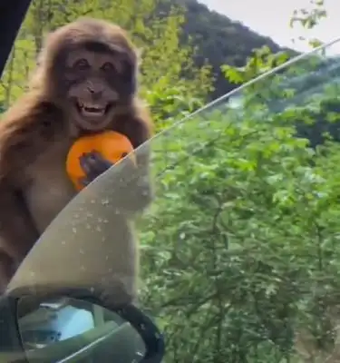 这猴子笑起来真好看