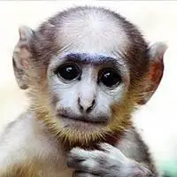 微信搞笑图猴子_微信头像图片大全