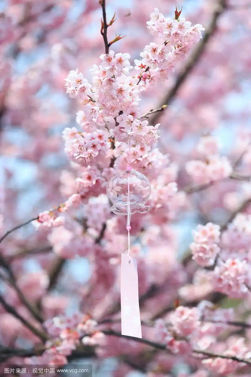 樱花风铃