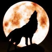 好看的霸气孤独狼图片_微信头像图片大全