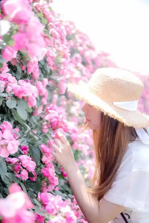 魔都版普罗旺斯又开啦!15万㎡薰衣草 100种玫瑰 2米花墙,仅1个月!