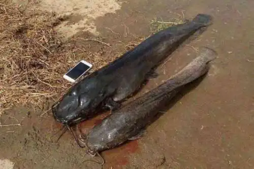 臭水沟里有那种特别吓人的鱼叫什么鱼啊