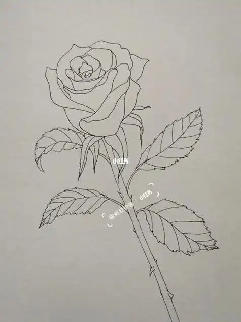 素描简笔画花-简笔画-369作文网