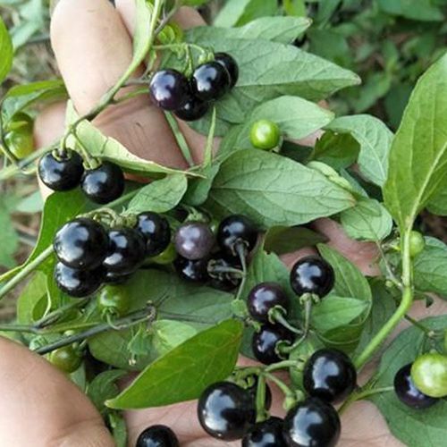 北京同仁堂原料龙葵果中药材100克鲜果天茄子野葡萄黑天天黑悠悠