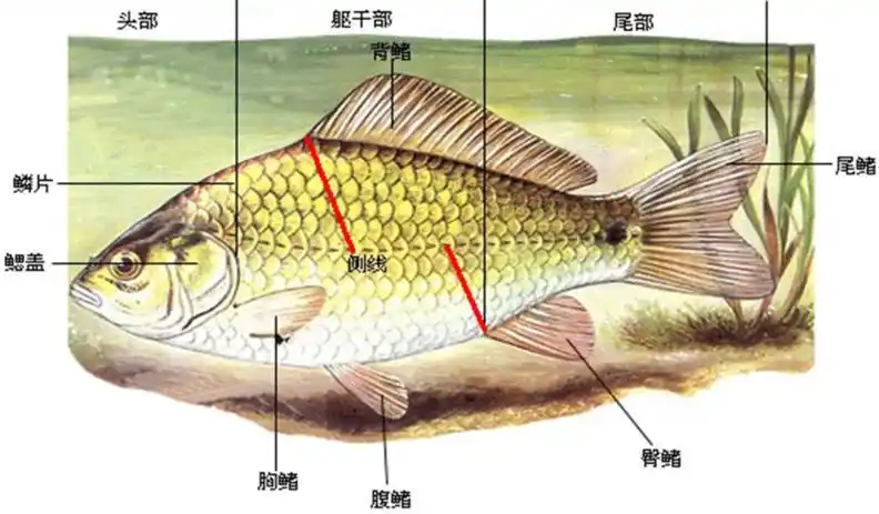 【钜蛋实验室】第三期主题《活鱼解剖》-在线订票-互动吧