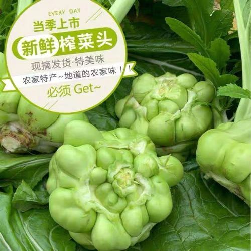 涪陵新鲜榨菜头青菜头9斤/5斤/1斤大头菜芥菜疙瘩鲜榨菜蔬菜直发 8斤