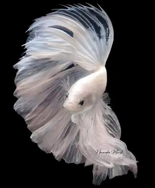 有没有过养小金鱼,养一条死一条的经历?