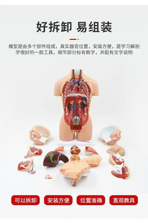 60jd健康60人体解剖模型内脏心脏器官结构全身可拆卸医学教学躯干