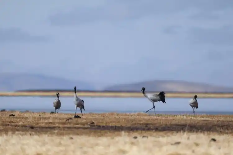 c视频丨新增7种今春若尔盖湿地花湖区域已记录鸟类30种