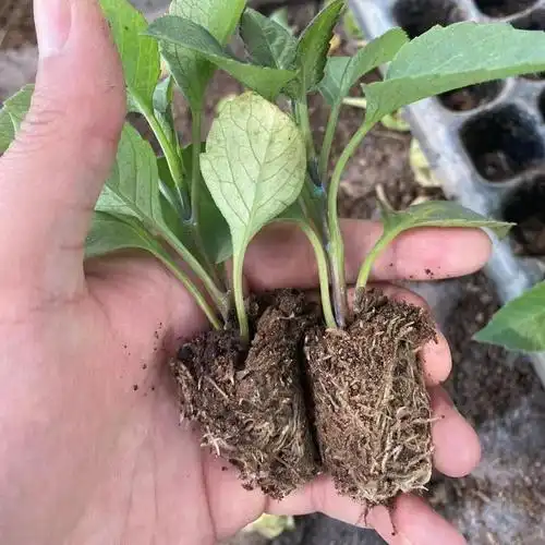 络咚棠轻奢大丽花花苗巨型地瓜花苗四季花卉盆栽重瓣特大绿植庭院花卉