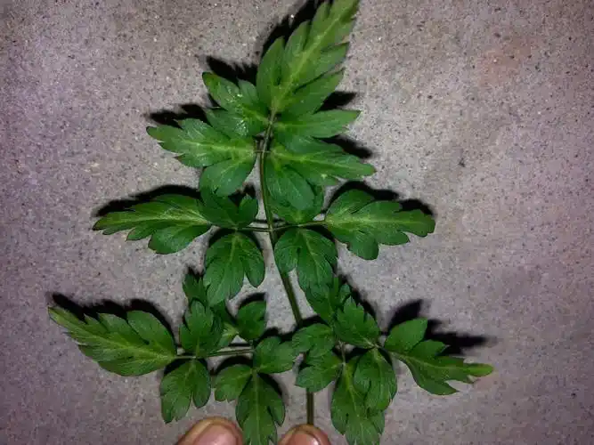 一种植物,老家(四川资阳)的山上许多,过年的时候可以上山挖,只知道