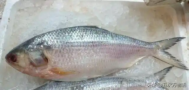 常见鲱形目鱼类简介_鲥鱼_太平洋_长江