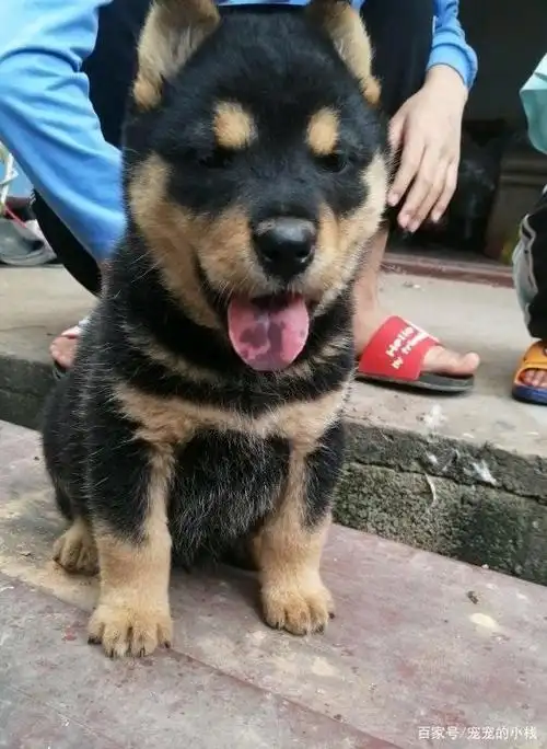 四眼铁包金,虎头猫儿,威风凛凛,可与外来犬种抗衡否?