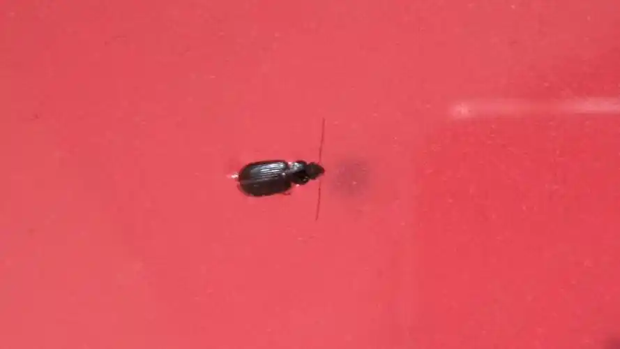 天气闷热快下雨的时候,晚上就有很多这种虫子,会飞,蚊帐上到处爬的都