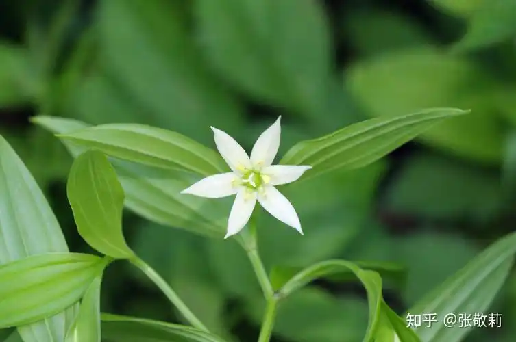 北方常见单子叶观花植物分科检索表(插图版) - 知乎