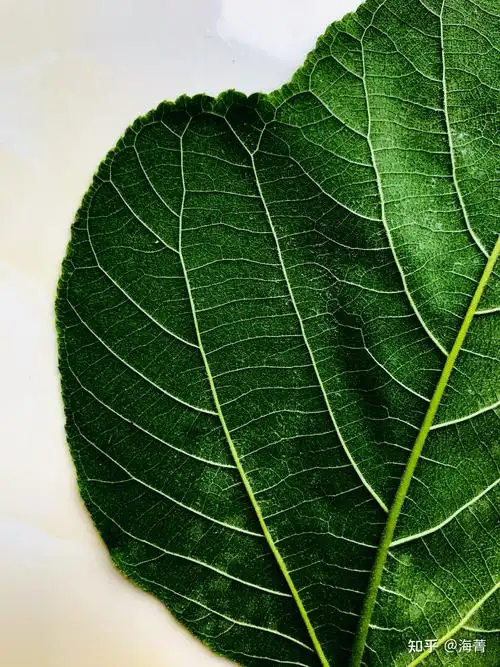 泡桐树叶 - 知乎