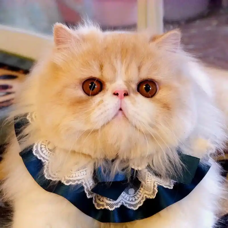 猫咪品种大全之:你喜欢脸先落地的大脸猫么