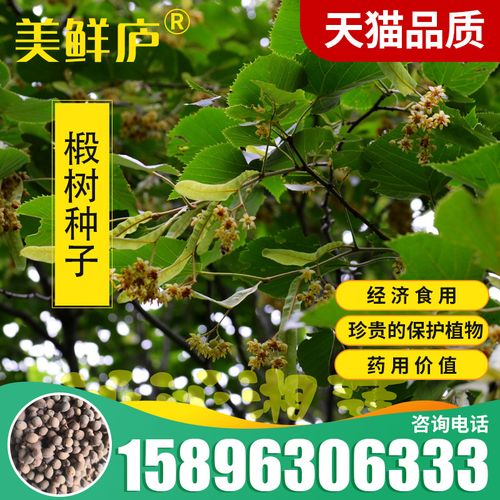 椴树种子康椴树紫椴种子千层皮火绳树青科榔国产大叶椴种子四季播