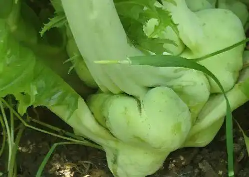 桐乡腌榨菜古老且很普及