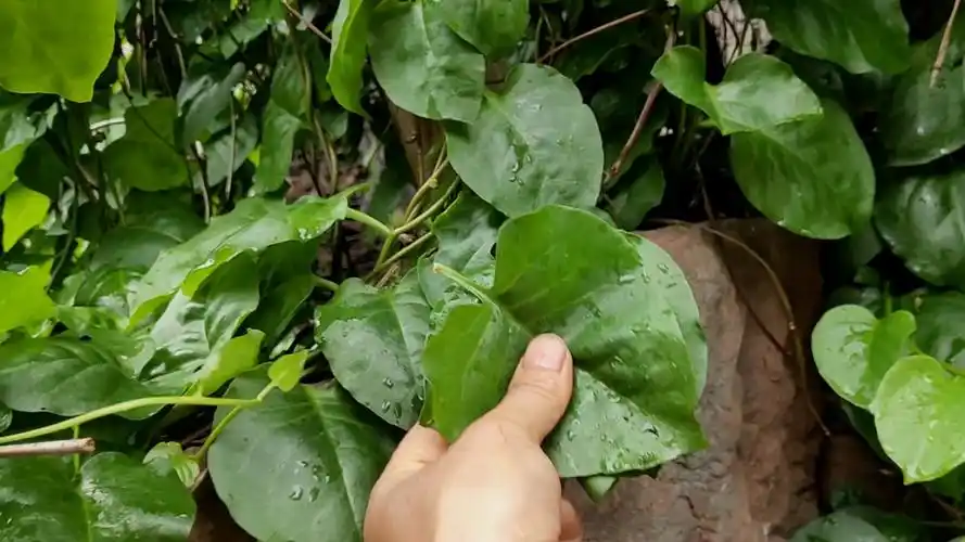 院前院后的一种野菜,野三七