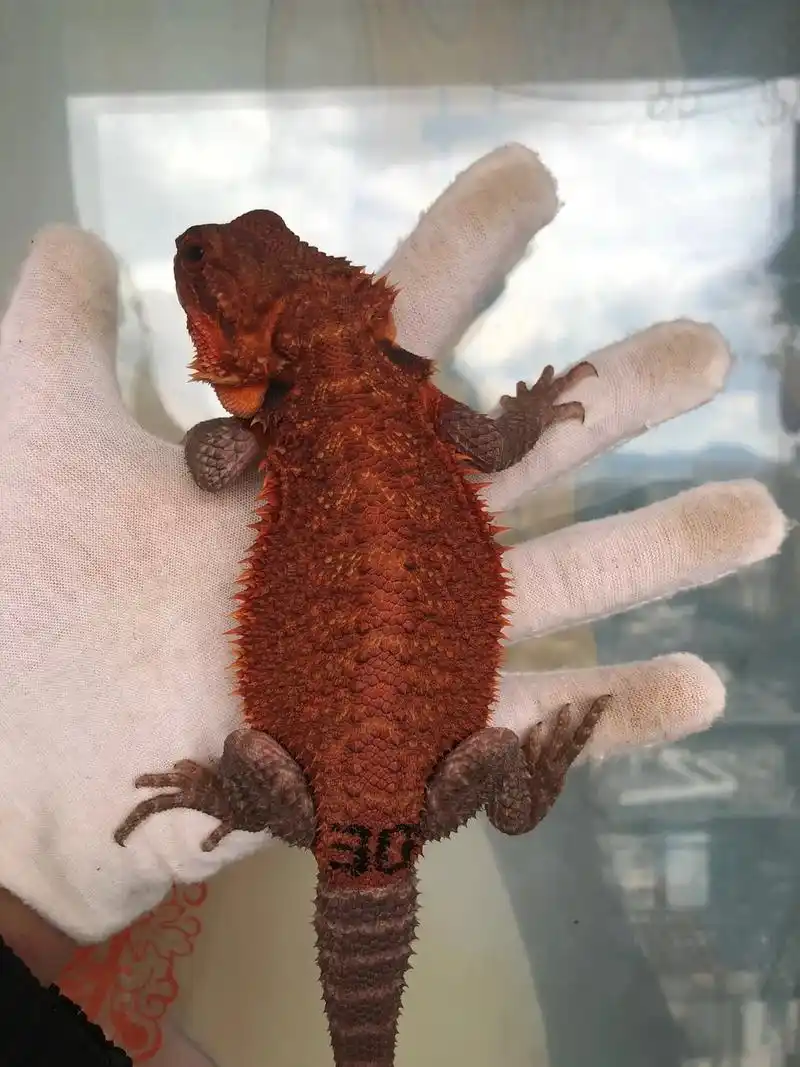 红系鬃狮蜥 性别:公 - 抖音