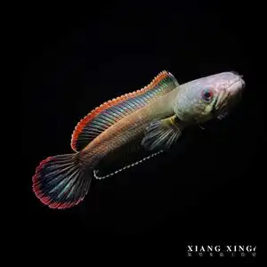 火背雷龙鱼苗 观赏鱼 精品鳢科 苗子f1品相好 顺丰中通包邮包损