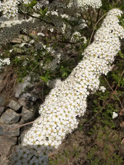 下面是栾川山里的野生绣线菊,山坡上随处可见,一簇簇,一株株,洁白无瑕