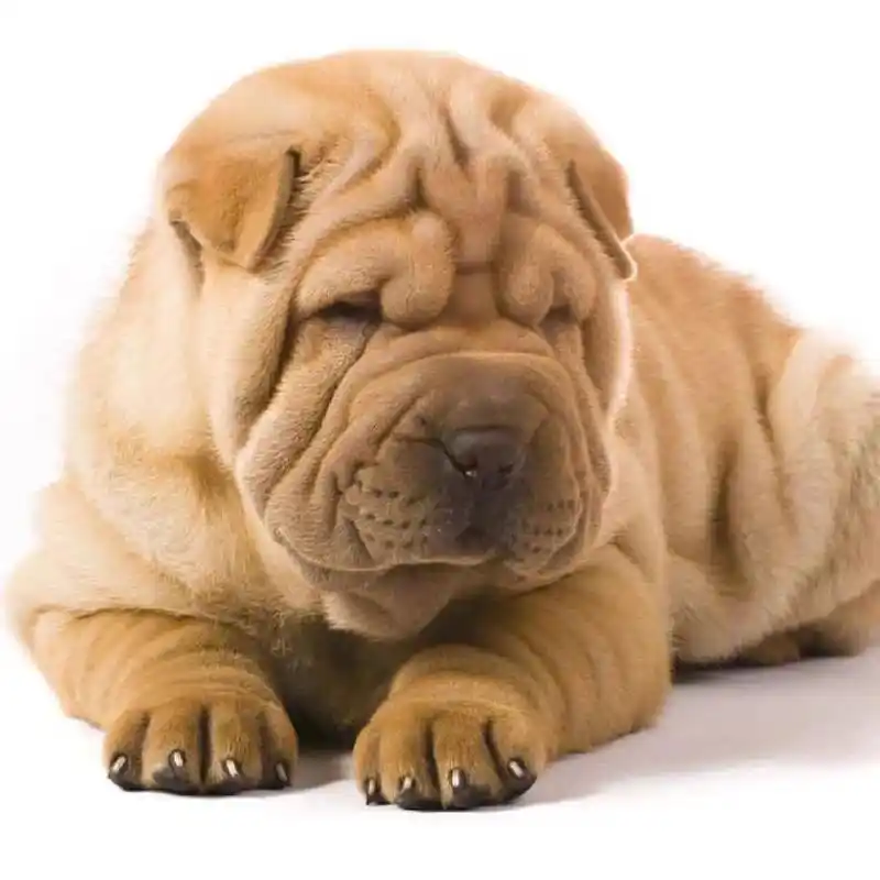 活体狗狗 沙皮狗幼犬小型纯种沙皮狗,喜欢粘人,聪明活泼可爱