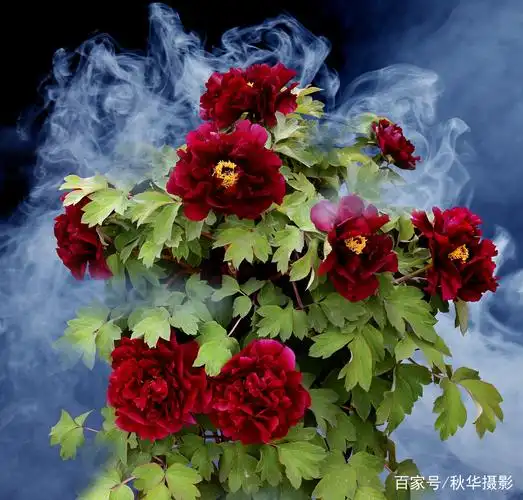 冠世墨玉.说起黑牡丹,冠世墨玉是绕不过的名字,名品中的珍品.