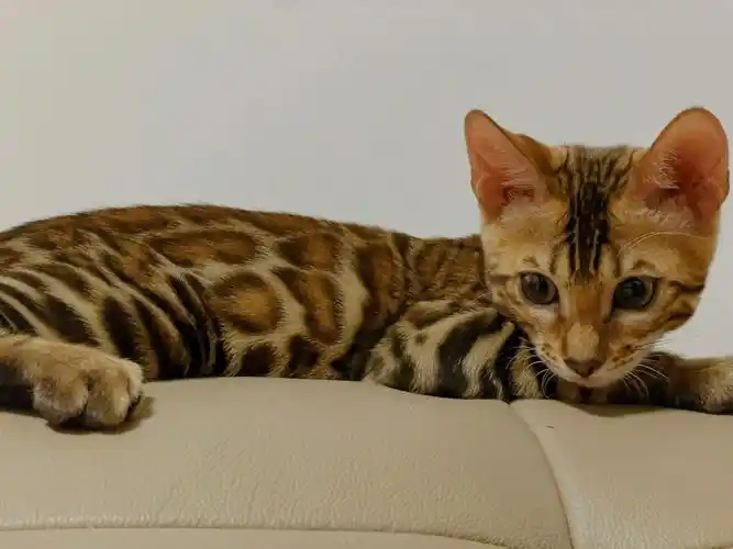 纯种豹猫寻找铲屎官