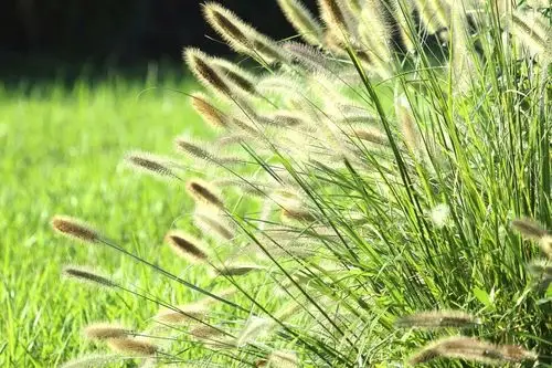 我再说一遍我叫狗尾花