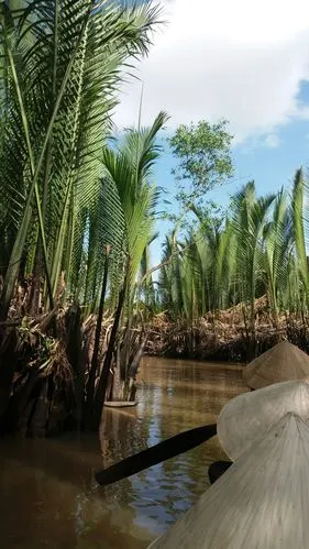 郁郁苍苍的海底椰