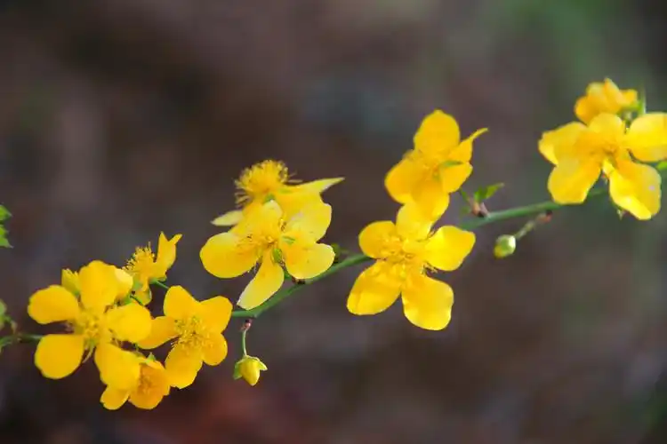 其它 棣棠花开 写美篇棣棠花,灌木,喜温暖湿润和半