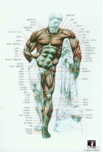 人体肌肉图解健身必备
