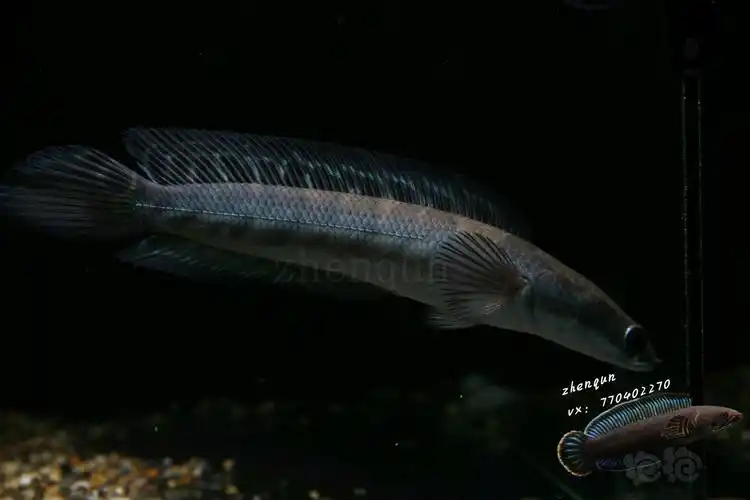 雷龙小小黑魔神期待长大