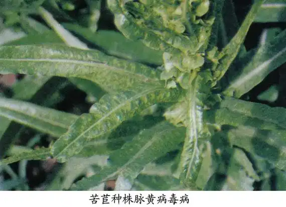 08 _ 08 图片_百度百科