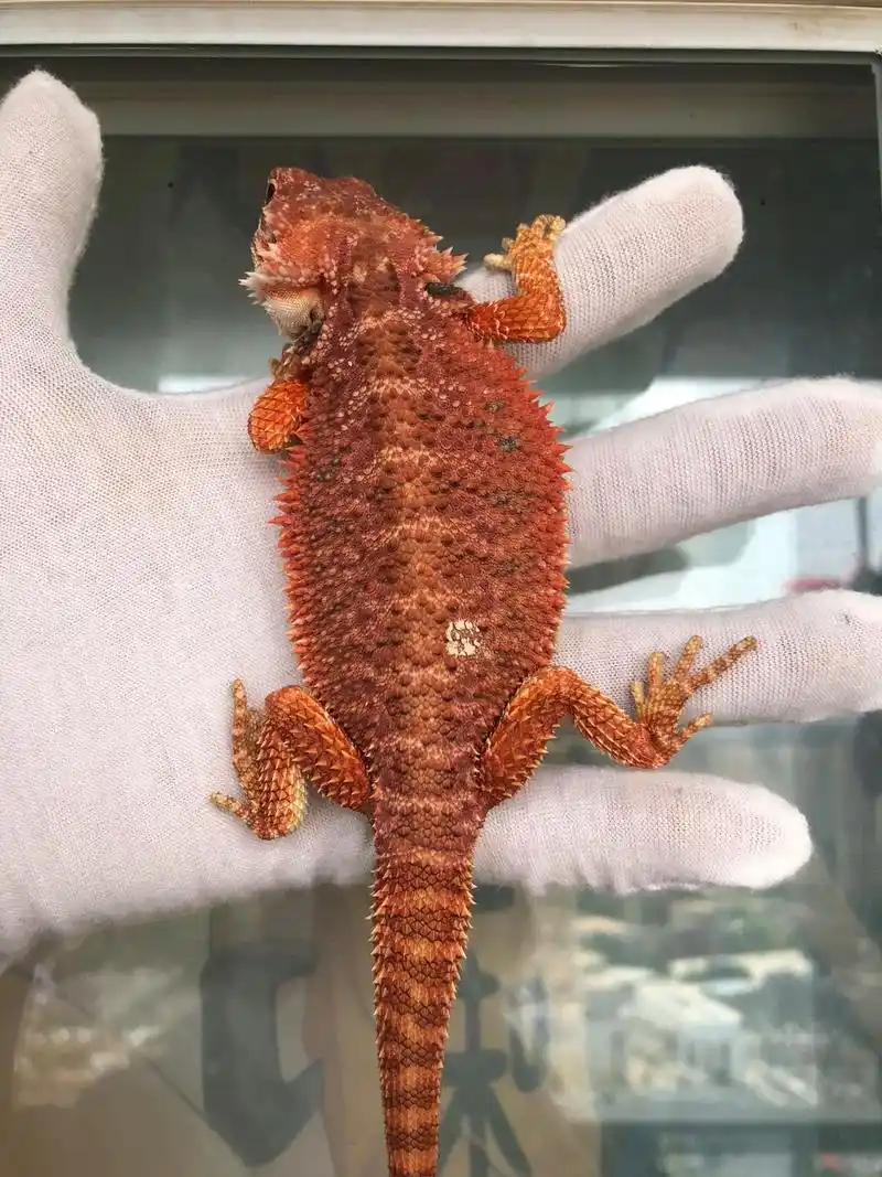 红系鬃狮蜥 性别: - 抖音