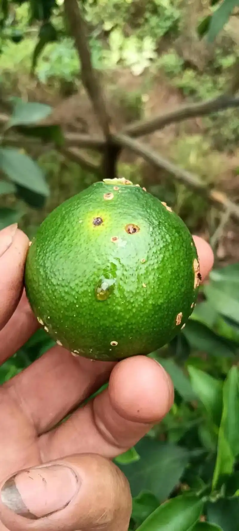 针对当前柑橘褐斑病非常严重,我给大家推荐一套效果特别好的配方 - 抖