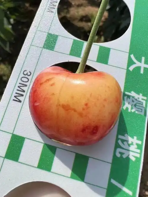 雷尼樱桃界的皇后