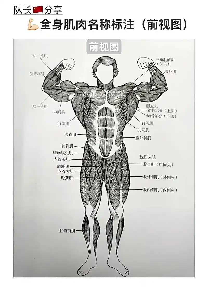 全身肌肉名称标识.