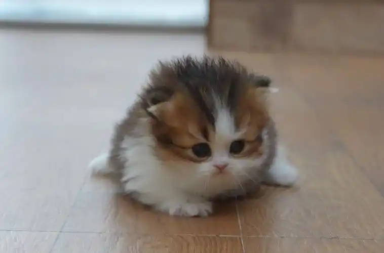 小奶猫刚学会爬,有点费肚皮.