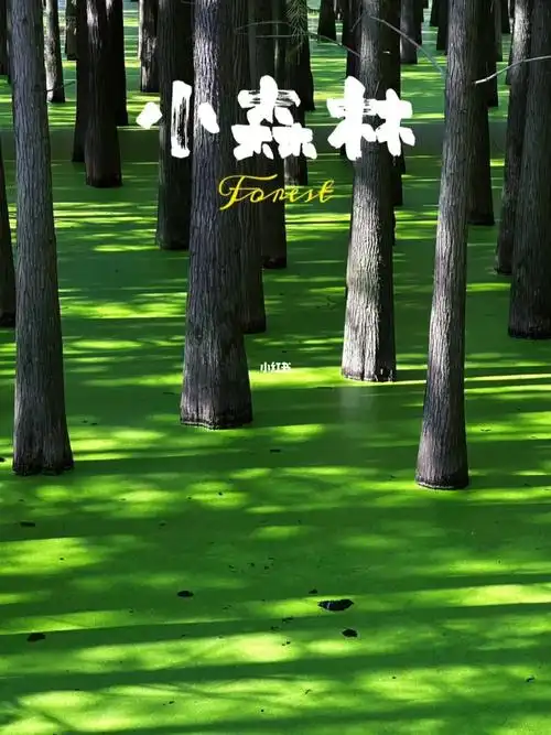 我也能原谅他,来青山湖水上森林,你会满眼都是爱情[绿色心形r][绿色