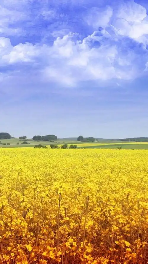 【高清壁纸 小清新 油菜花】林中有两条路,你永远只能走一条,怀念着另