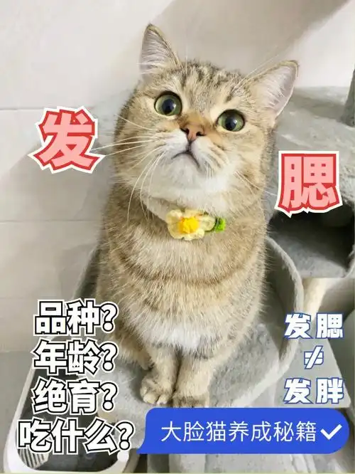 猫咪发腮一般和品种有关,像美短,英短,加菲就很容易发腮,而德文,无毛