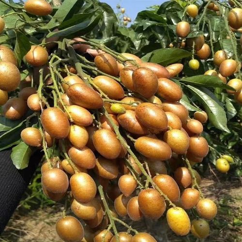 好果临广东鸡心黄皮果新鲜5斤黄弹子冰糖水果当季整箱孕妇酸甜顺丰