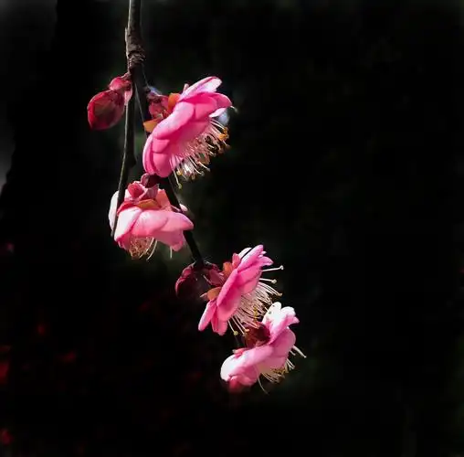 其它 傲雪寒梅 写美篇2021年2月1日随拍梅花.