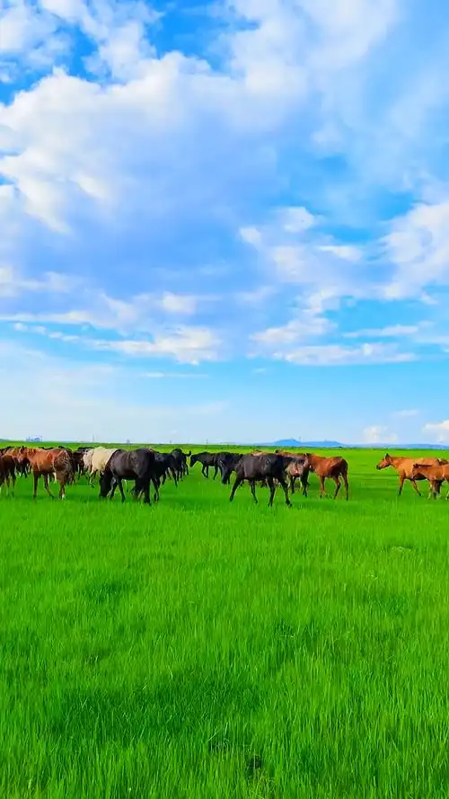 向往的旅行,有草原,骏马,羊群与自由
